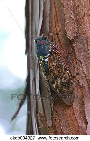 Cicada on a tree View Large Photo Image Stock Photo - Cicada on a tree. Fotosearch