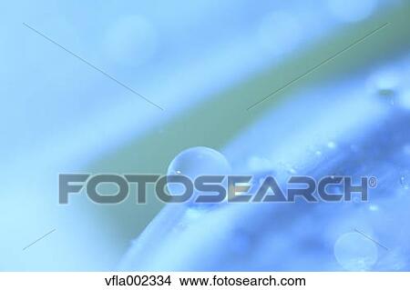Close up of water drops on flower View Large Photo Image Picture - Close up of water drops on flower. Fotosearch
