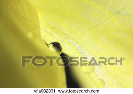 Close up of water drops on flower View Large Photo Image Stock Image - Close up of water drops on flower. Fotosearch