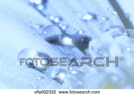 Stock Image - Close up of water drops on flower. Fotosearch