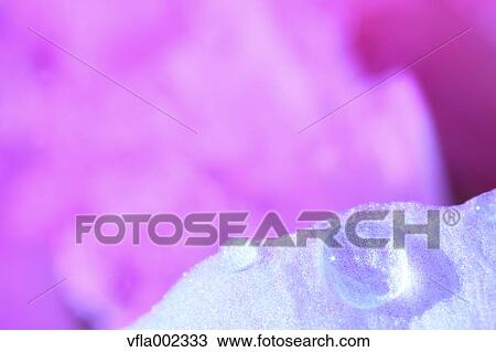 Close up of water drops on flower View Large Photo Image Stock Image - Close up of water drops on flower. Fotosearch