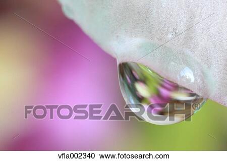 Close up of water drops on flower View Large Photo Image Stock Image - Close up of water drops on flower. Fotosearch