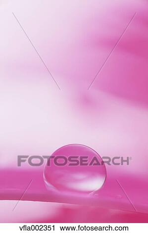 Stock Image - Close up of water drops on flower. Fotosearch
