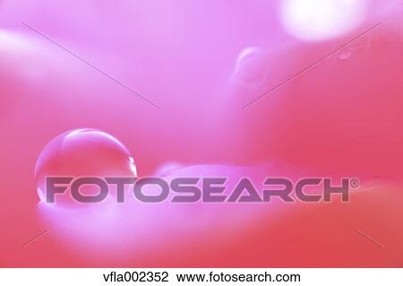Stock Image - Close up of water drops on flower. Fotosearch