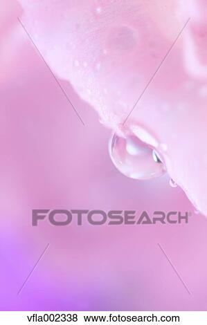 Close up of water drops on flower View Large Photo Image Stock Photo - Close up of water drops on flower. Fotosearch
