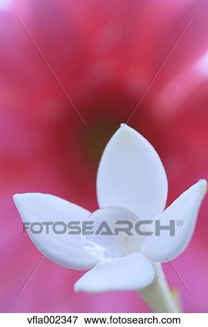 Close up of water drops on flower View Large Photo Image Stock Photo - Close up of water drops on flower. Fotosearch