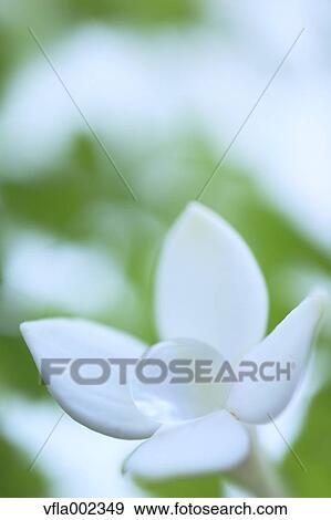 Close up of water drops on flower View Large Photo Image Stock Photo - Close up of water drops on flower. Fotosearch