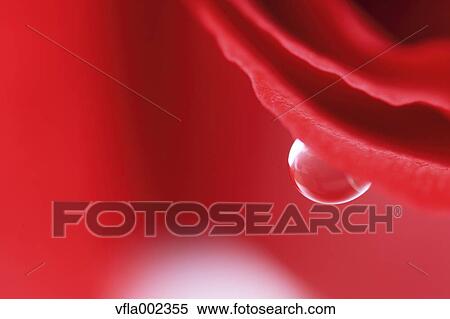 Close up of water drops on flower View Large Photo Image Stock Photography - Close up of water drops on flower. Fotosearch