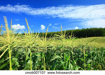 Cornfield and sky, Hokkaido View Large Photo Image Stock Photo - Cornfield and sky, Hokkaido. Fotosearch