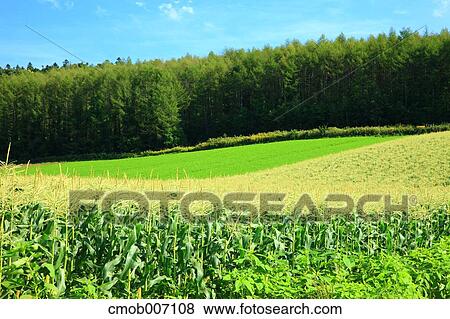 Cornfield and sky, Hokkaido View Large Photo Image Stock Photo - Cornfield and sky, Hokkaido. Fotosearch