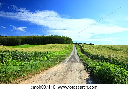 Cornfield road and sky, Hokkaido View Large Photo Image Stock Image - Cornfield road and sky, Hokkaido. Fotosearch