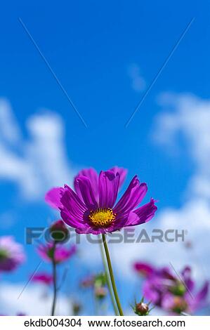 Cosmos and sky View Large Photo Image Picture - Cosmos and sky. Fotosearch