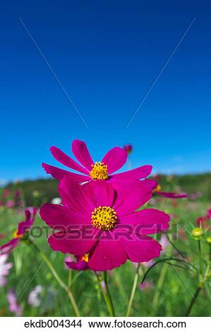 Cosmos and sky View Large Photo Image Picture - Cosmos and sky. Fotosearch