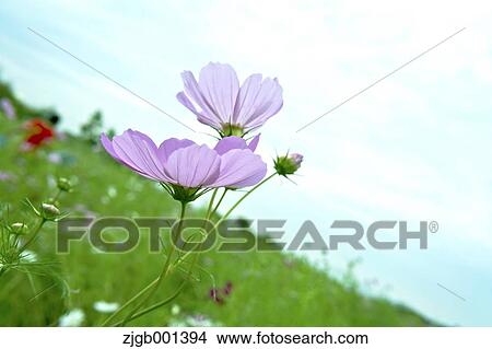 Picture - Cosmos and sky. Fotosearch