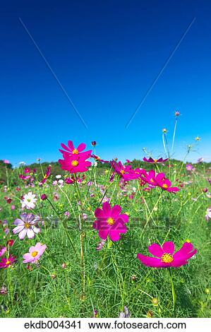 Cosmos and sky View Large Photo Image Stock Image - Cosmos and sky. Fotosearch