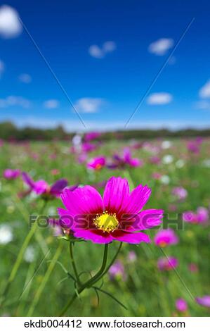Stock Image - Cosmos and sky. Fotosearch
