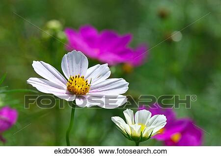 Cosmos View Large Photo Image Stock Photograph - Cosmos. Fotosearch