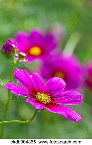 Cosmos View Large Photo Image Stock Photography - Cosmos. Fotosearch