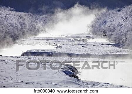 Stock Image - Cranes on snow, Hokkaido. Fotosearch