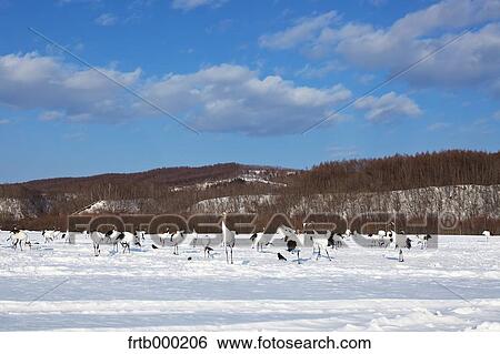 Stock Photograph - Cranes on snow, Hokkaido. Fotosearch