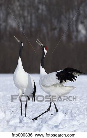 Cranes on snow, Hokkaido View Large Photo Image Stock Photograph - Cranes on snow, Hokkaido. Fotosearch