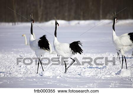 Cranes on snow, Hokkaido View Large Photo Image Stock Photography - Cranes on snow, Hokkaido. Fotosearch