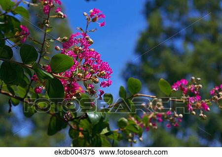 Stock Photography - Crape myrtle flowers. Fotosearch