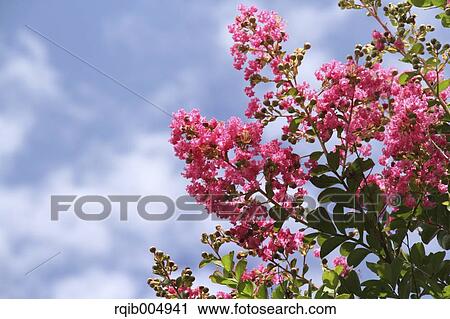 Crape myrtle View Large Photo Image Stock Image - Crape myrtle. Fotosearch
