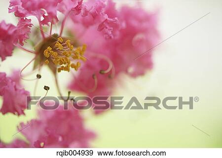 Stock Photo - Crape myrtle. Fotosearch