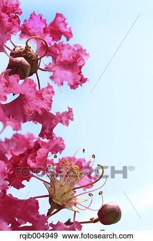 Crape myrtle View Large Photo Image Stock Photo - Crape myrtle. Fotosearch