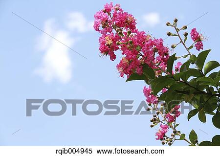 Crape myrtle View Large Photo Image Stock Photography - Crape myrtle. Fotosearch