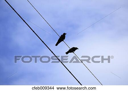 Crows on transmission lines and sky View Large Photo Image Picture - Crows on transmission lines and sky. Fotosearch