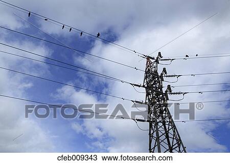 Crows on transmission lines and sky View Large Photo Image Stock Image - Crows on transmission lines and sky. Fotosearch
