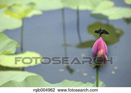Dragonfly on lotus View Large Photo Image Stock Image - Dragonfly on lotus. Fotosearch