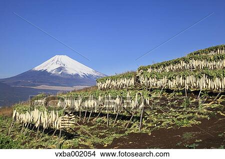 Dried radish and Mount Fuji, Shizuoka Prefecture View Large Photo Image Picture - Dried radish and Mount Fuji, Shizuoka Prefecture. Fotosearch