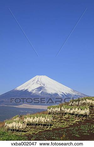 Dried radish and Mount Fuji, Shizuoka Prefecture View Large Photo Image Stock Photo - Dried radish and Mount Fuji, Shizuoka Prefecture. Fotosearch