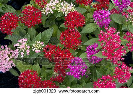 Egyptian star cluster View Large Photo Image Stock Image - Egyptian star cluster. Fotosearch