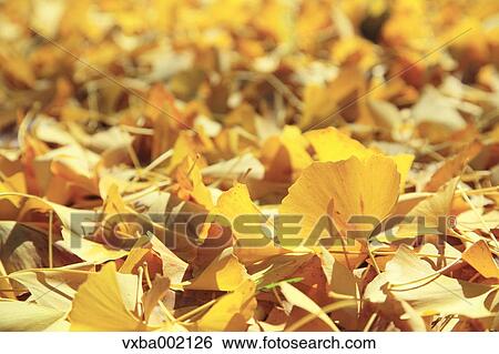 Fallen leaves of ginkgo biloba View Large Photo Image Stock Photograph - Fallen leaves of ginkgo biloba. Fotosearch