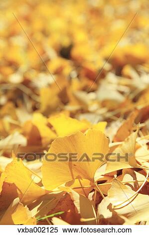 Fallen leaves of ginkgo biloba View Large Photo Image Stock Photography - Fallen leaves of ginkgo biloba. Fotosearch