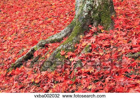 Falling maple leaves and tree roots View Large Photo Image Stock Image - Falling maple leaves and tree roots. Fotosearch
