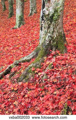 Falling maple leaves and tree roots View Large Photo Image Stock Image - Falling maple leaves and tree roots. Fotosearch
