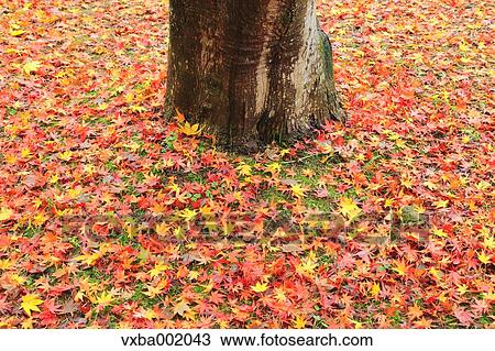 Falling maple leaves and tree View Large Photo Image Stock Image - Falling maple leaves and tree. Fotosearch