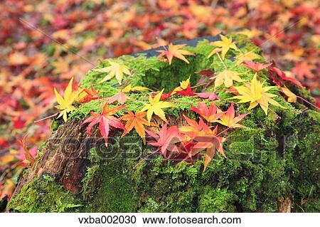 Stock Image - Falling maple leaves on tree stump. Fotosearch