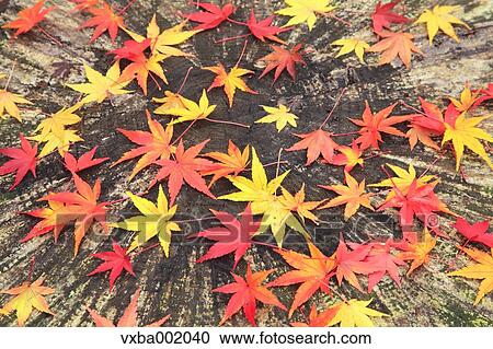 Stock Image - Falling maple leaves on tree stump. Fotosearch