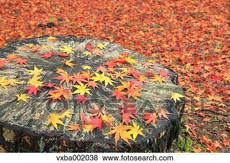 Stock Photo - Falling maple leaves on tree stump. Fotosearch