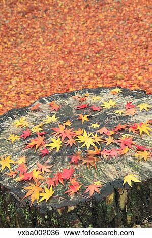 Falling maple leaves on tree stump View Large Photo Image Stock Photograph - Falling maple leaves on tree stump. Fotosearch