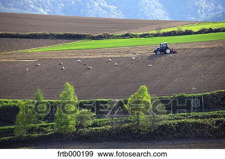 Farm in Biei, Hokkaido View Large Photo Image Stock Photo - Farm in Biei, Hokkaido. Fotosearch