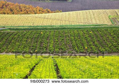 Stock Image - Fields in Autumn, Hokkaido. Fotosearch