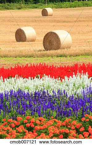 Flower field in the countryside, Hokkaido View Large Photo Image Stock Image - Flower field in the countryside, Hokkaido. Fotosearch