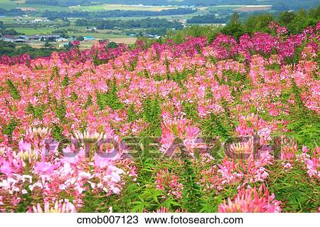 Flower field in the countryside, Hokkaido View Large Photo Image Stock Image - Flower field in the countryside, Hokkaido. Fotosearch